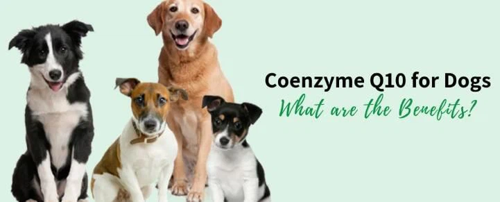 Ubiquinol vs CoQ10 for dogs Ubiquinol vs CoQ10 for dogs