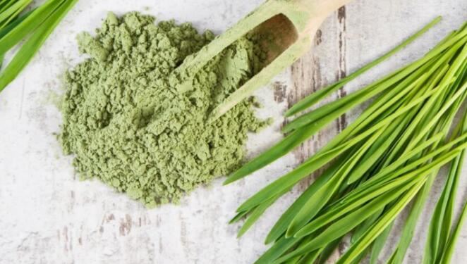 What is Wheatgrass Powder What is Wheatgrass Powder