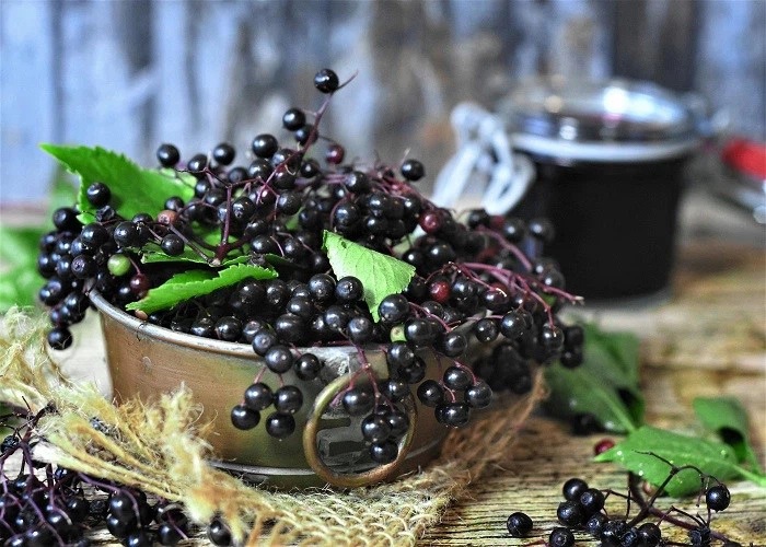 elderberry elderberry