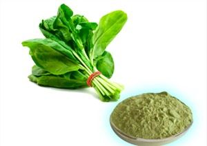 Polvere di estratto di spinaci
