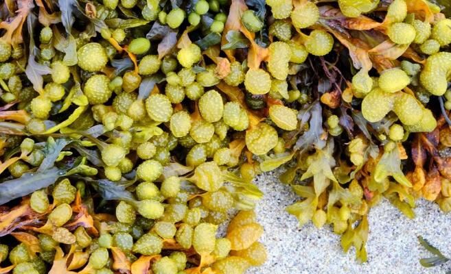 Cos'è bladderwrack