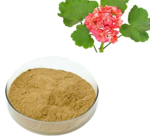 Estratto di Pelargonium Sidoides in polvere