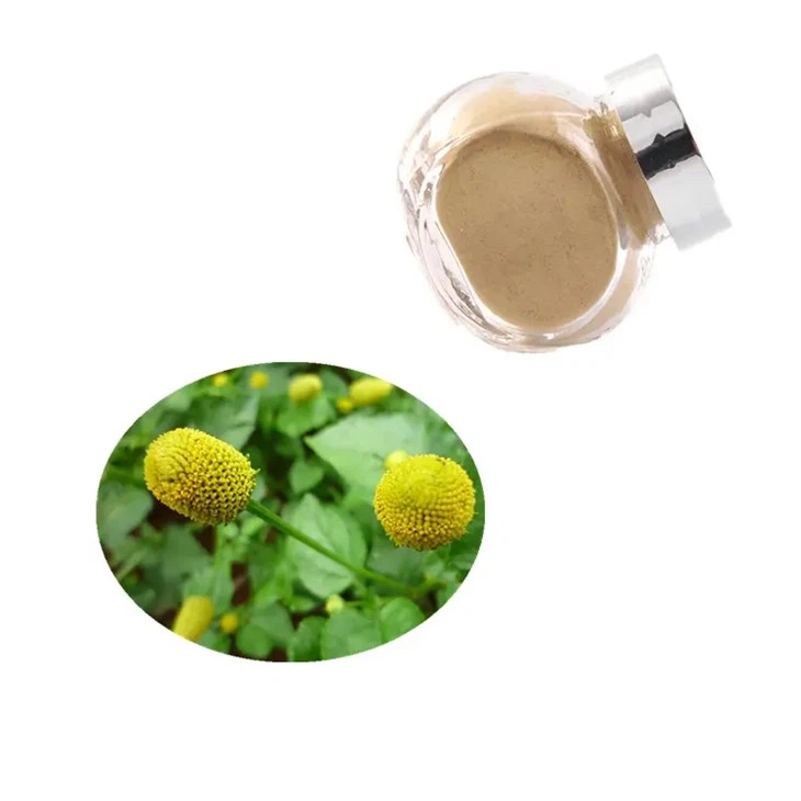 Estratto di fiori di Spilanthes Acmella